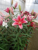 [5320 Joop VWS No02.JPG]